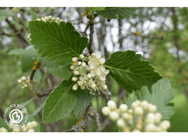 Sorbus mougeotii